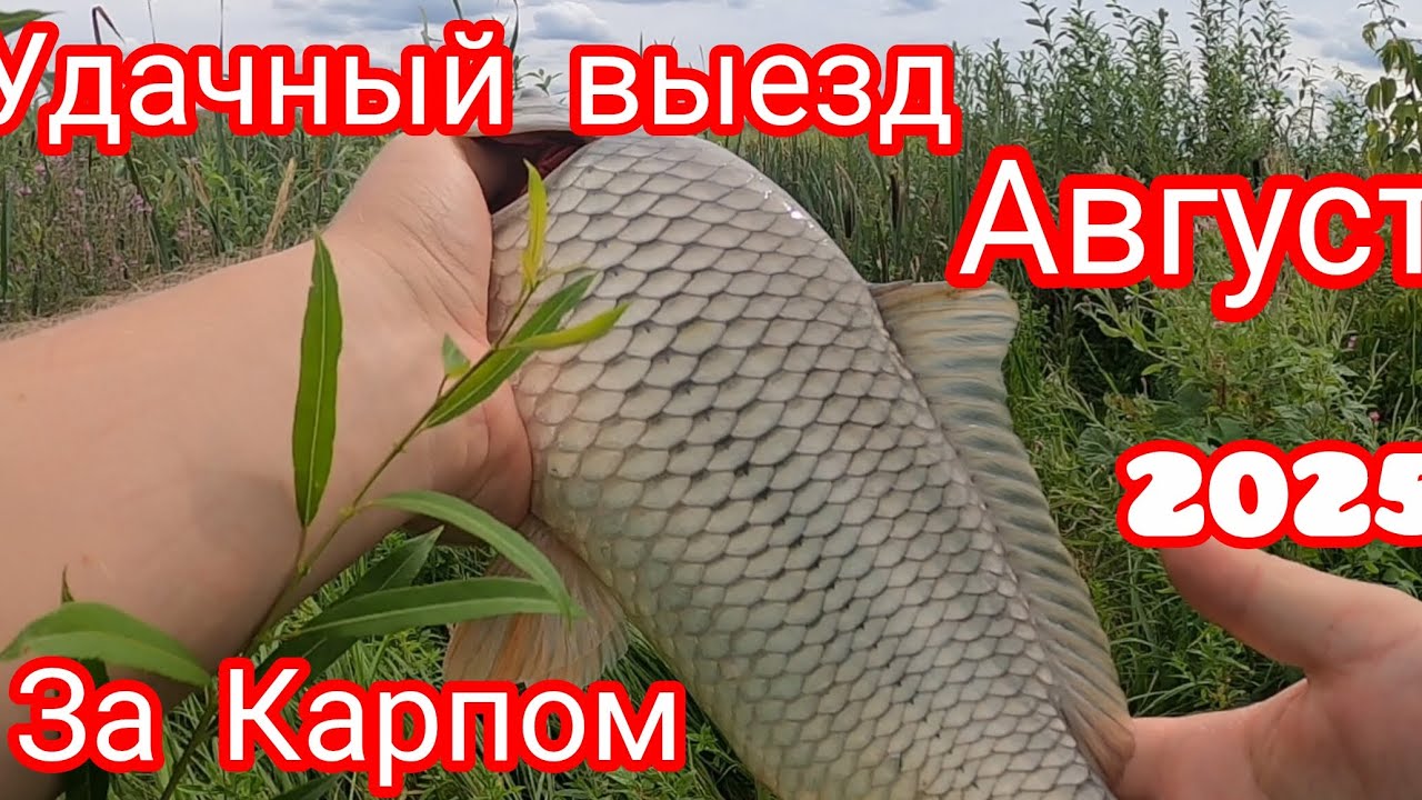 Нарыбачились ВДОВОЛЬ. КАРП на кукурузу КЛЮЕТ один за одним