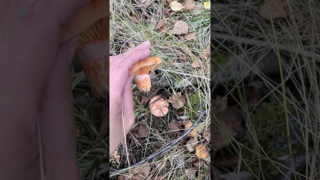 #lactarius #lactariusdeliciosus #saffron #saffronmilkcaps #redpinemushroom #revollones #foraginguk