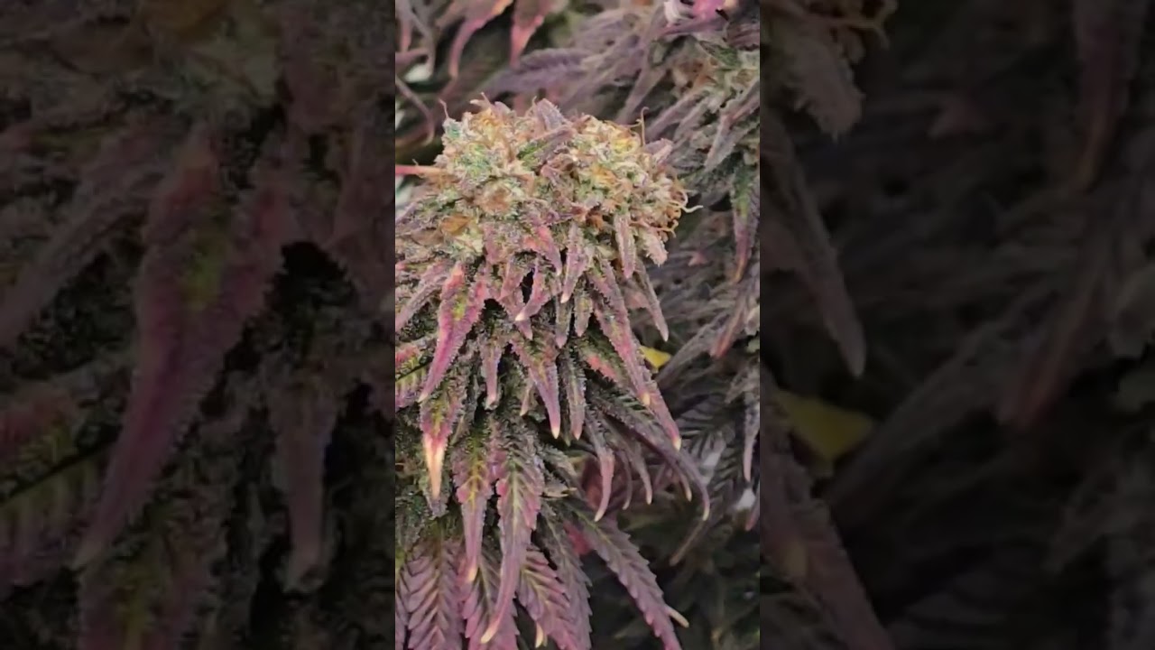 Erntetag - Watermelon Zkittlez - harvest Day 63 #future #zkittlez #barneysfarm #goodvibes
