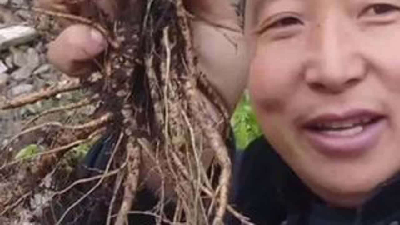 纯野生藏当归苗子 藏当归苗子，嫩绿嫩绿的。它们在阳光下舒展，带着破土而出的生机，向着天空努力生长。那纤细的茎、鲜嫩的叶，是藏当归生命旅程的开始，为大地增添一抹充满活力的色彩，也为人们带来健康的期待。