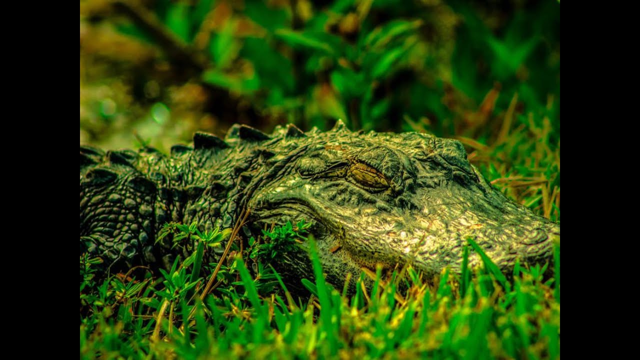 Young Nudy - Alligator