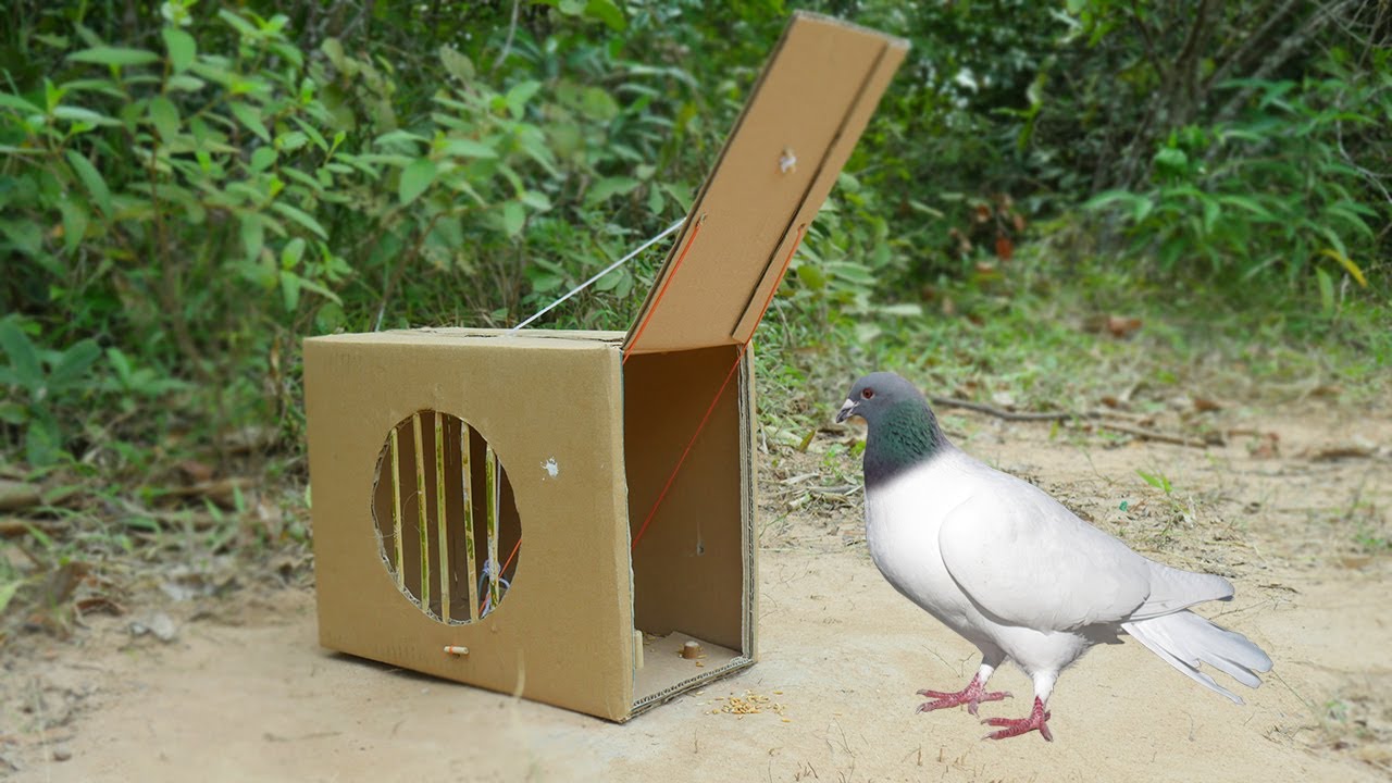 Easy Simple Bird Trap - Easy Installing Pigeon Trap Using Paper Box Work 100%