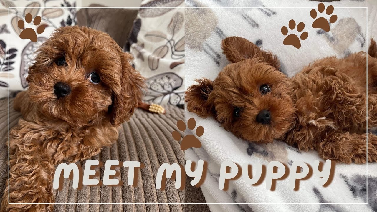 MEET MY NEW PUPPY! | Bringing him home, my first month with him | 12 week old Cavapoo