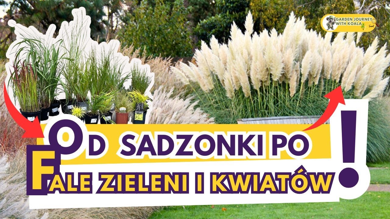 Trawy ozdobne do ogrodu #nataras #dodonic #zimozielone #ogrodnictwo #egzotyka #sadzonki #foryou