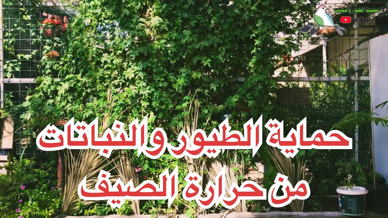كيف تحمي الطيور والنباتات في فصل الصيف من الحرارة وكل العوامل الخارجية (63)
