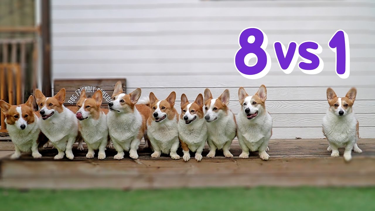 Мы встретились с восьмью корги! Милая семья корги! [Посещение соседей]
