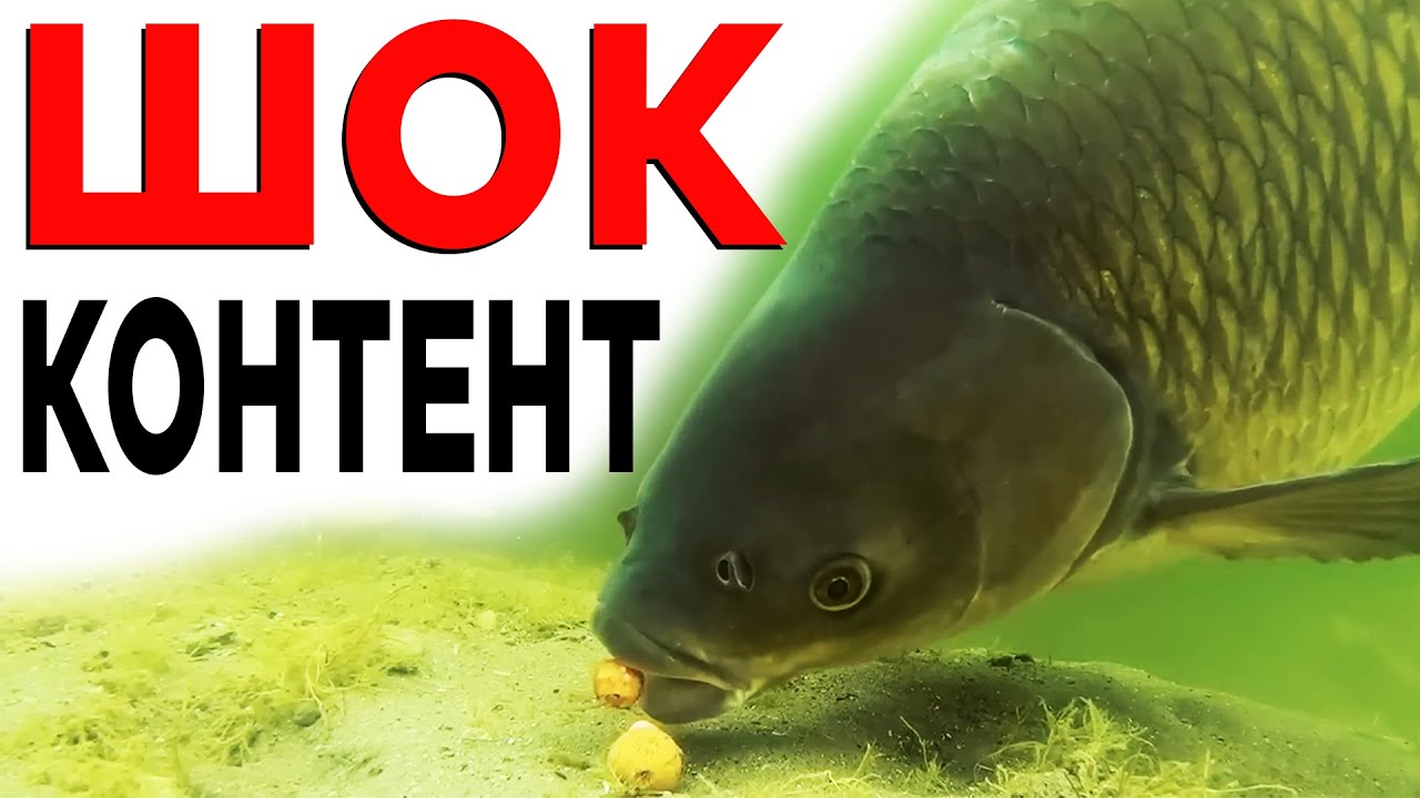 ПОКЛЬОВКА монстра ПІД ВОДОЮ! Як піймати коропа НА ОЧЕРЕТ?