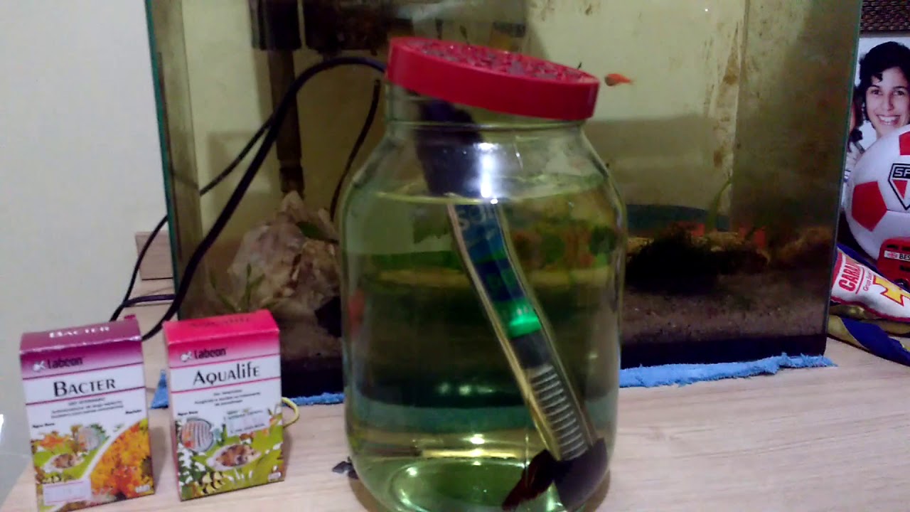 Como tratar nadadeira ro&iacute;da de um PEIXE!!!!!!!!