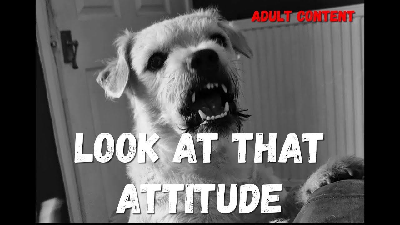 When your Dog has better come backs than you.