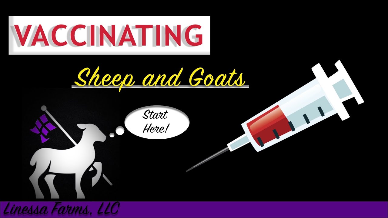 Vaccinating Sheep and Goats:  Comprehensive Guide