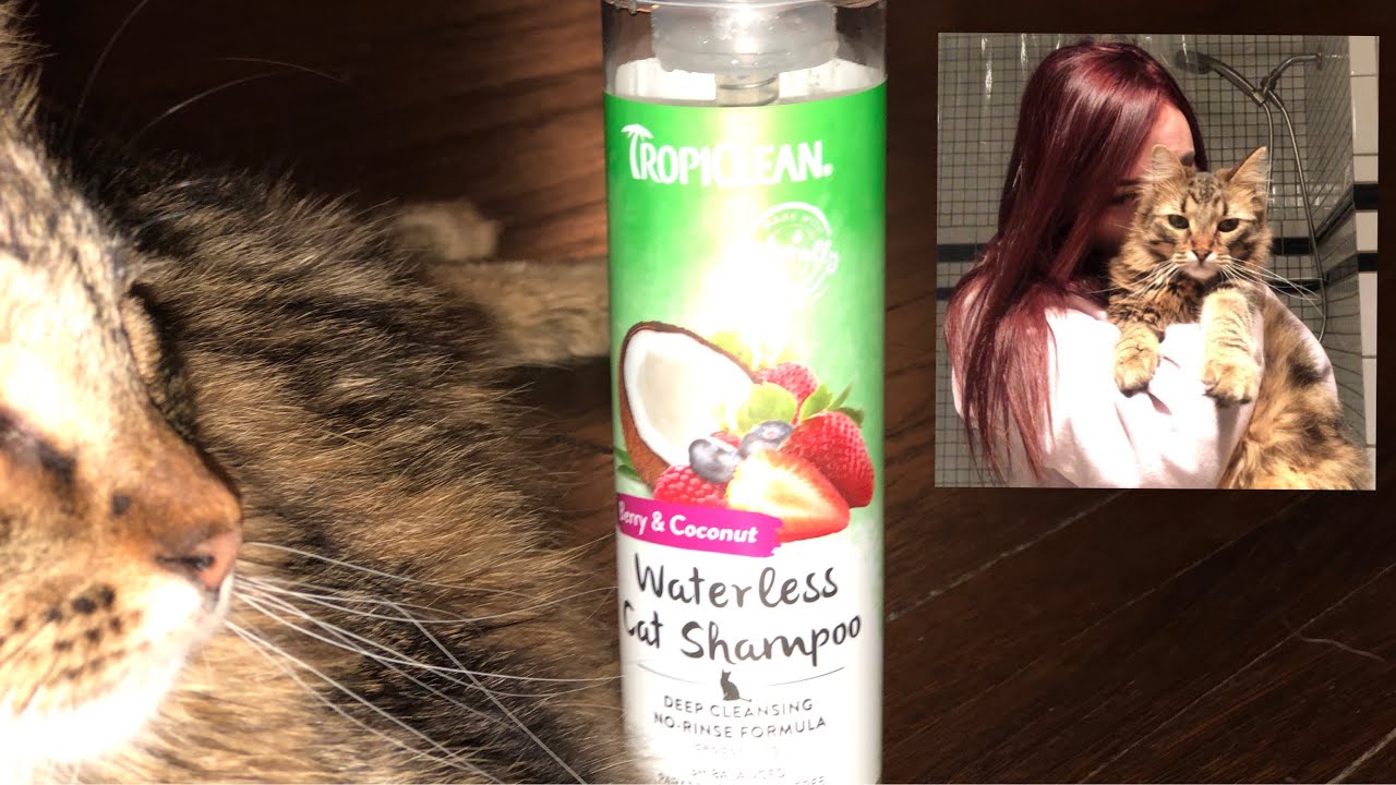 WATERLESS CAT SHAMPOO REVIEW