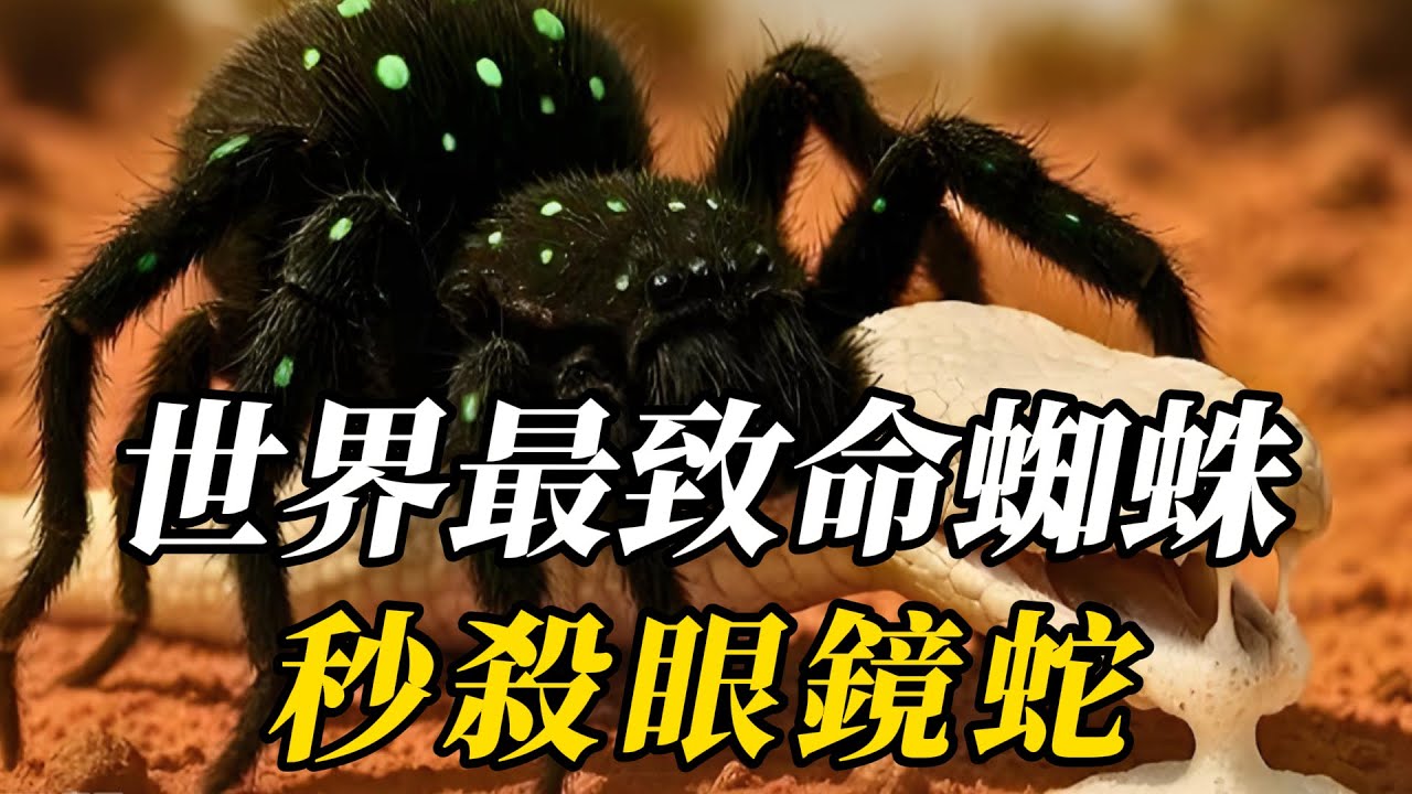全世界最致命的10種蜘蛛，第七聽名字都讓妳渾身顫抖！第壹名被咬後1小時必死，至今無藥可解！