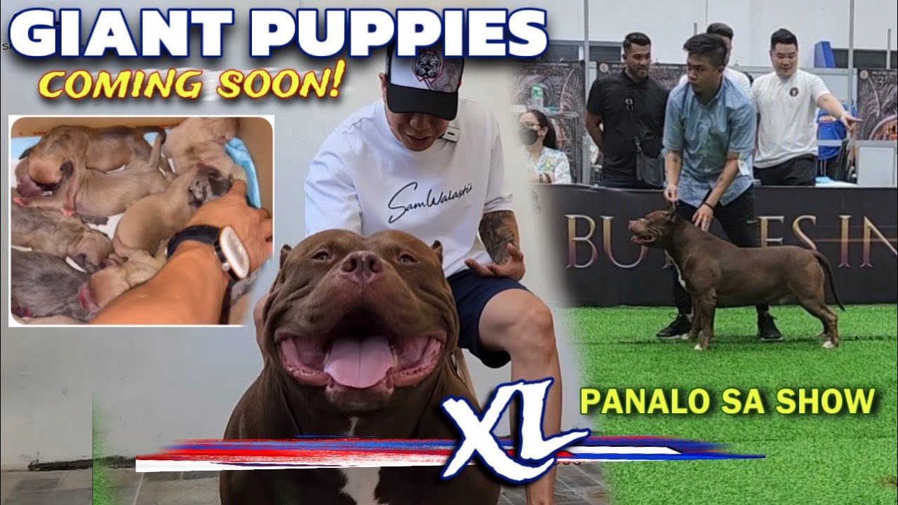 W KENNEL KRONOS CHAMPION NA AGAD!? KRONOS & DOLLAR XL AMERICAN BULLY BREEDING CONFIRM! ABKC SHOW