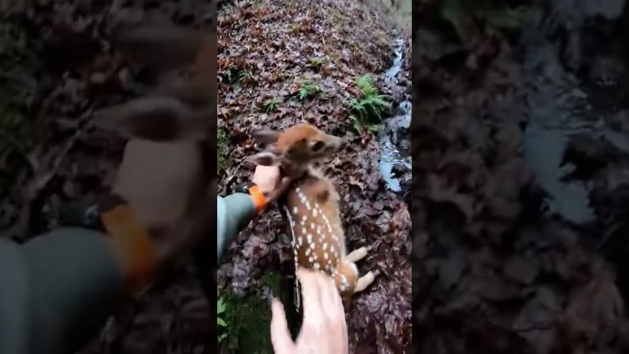 Hiker discovers fawn and SPRINGS into action