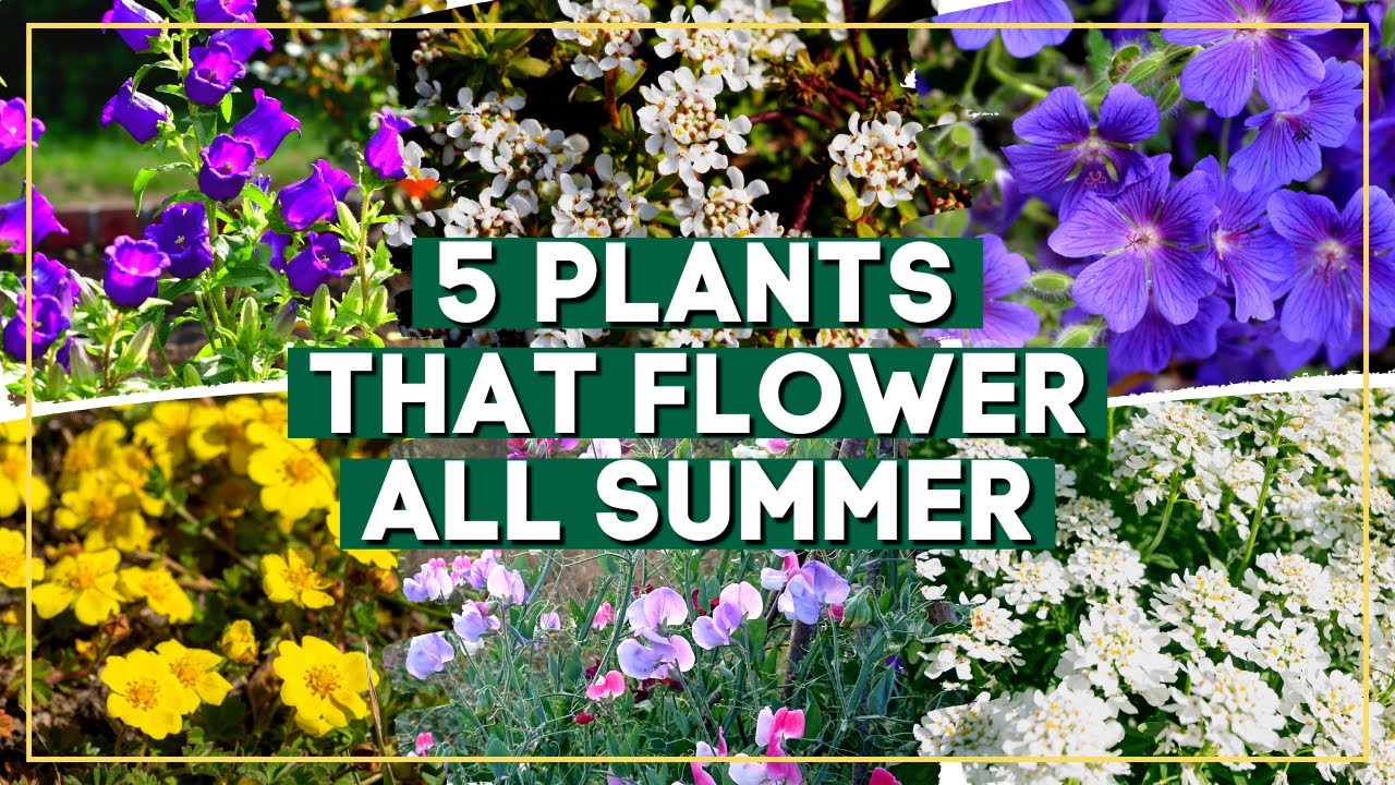 Transform Your Garden! 5 Plants that Bloom ALL Summer! 🌸🌞