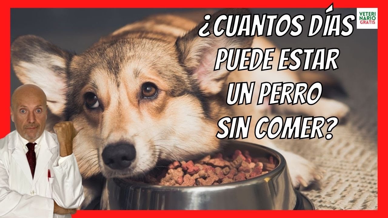 &iquest;CUANTOS D&Iacute;AS PUEDE ESTAR UN PERRO SIN COMER NI BEBER? 🆘 AYUNO EN PERROS CON V&Oacute;MITO Y DIARREA