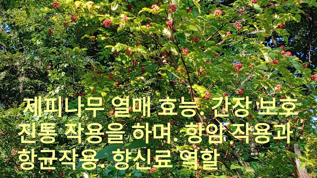 제피열매효능 염증을 막아주는 항암작용과 항균작용을 합니다  향신료 역할을 하는 것 외에도 좋은 약효를 가지고 있습니다