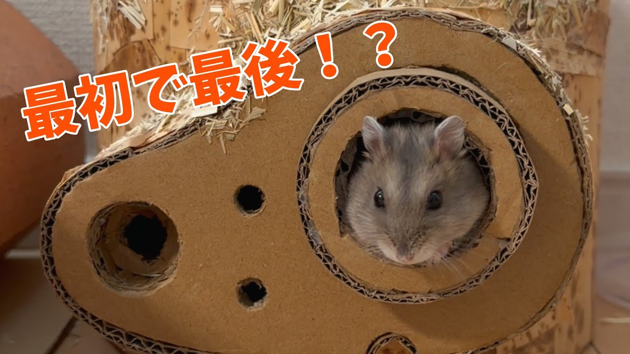 【奇跡】ソラの「夕方散歩」が可愛すぎた🐹 先住ハムも未経験の早起き！