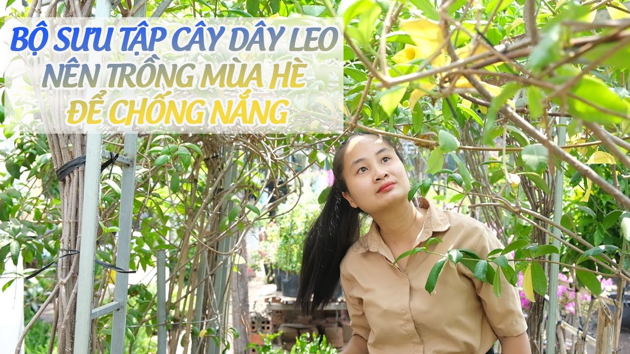 BỘ SƯU TẬP CÂY DÂY LEO NÊN TRỒNG MÙA HÈ ĐỂ CHỐNG NẮNG