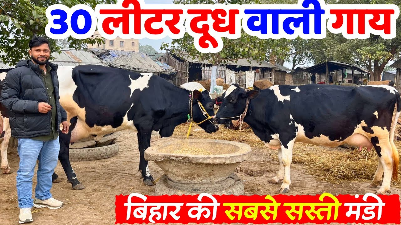 30 लिटर दूध वाली गाय | बिहार की सबसे सस्ती गाय भैंस मंडी | सबसे सस्ता पशु मंडी बिहार 