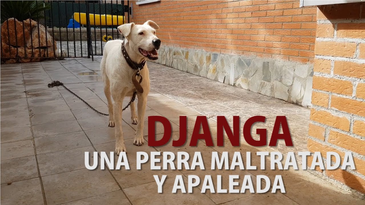 MALTRATADO Y APALEADO:  DJANGA (PERRO PPP RESCATADO BUSCA ADOPCION)