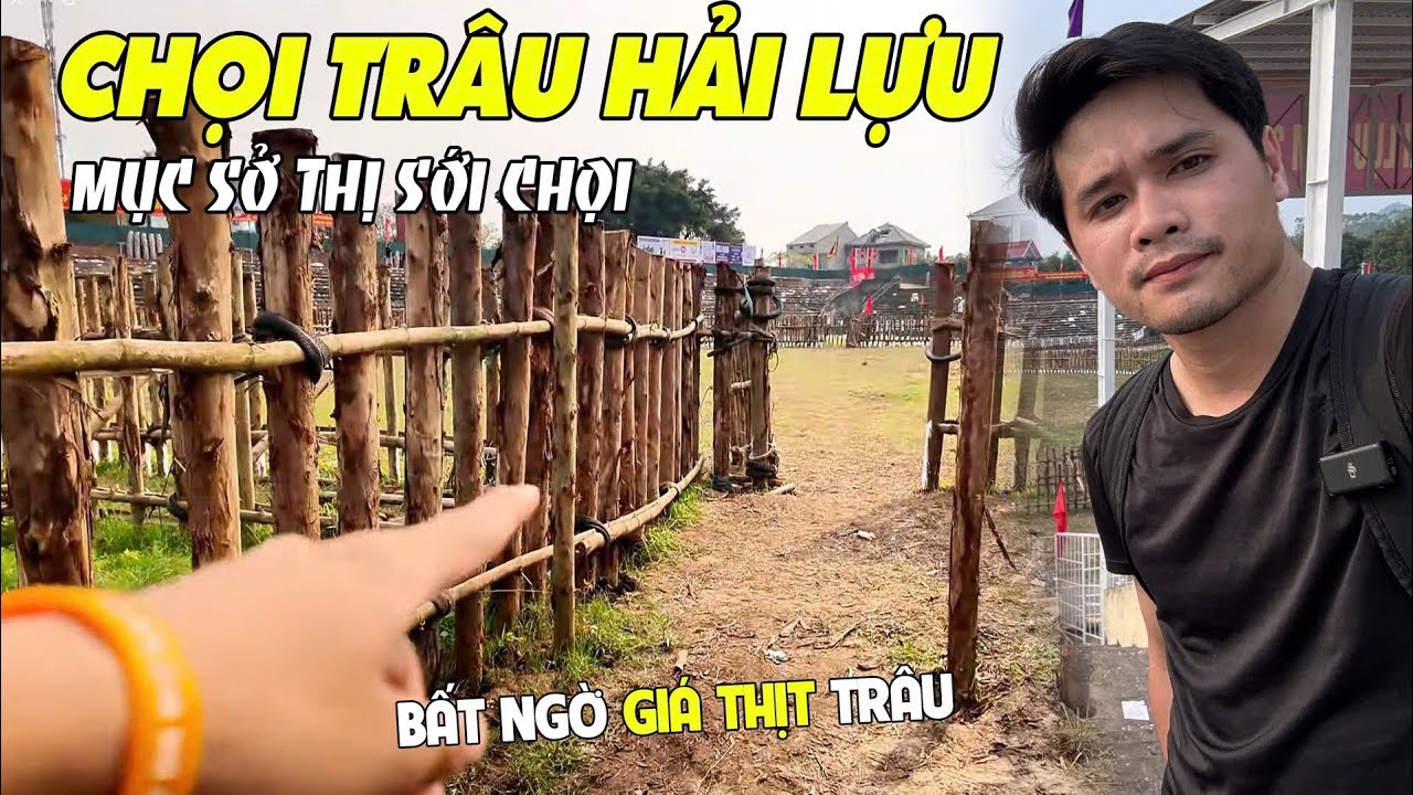 Lễ Hội Chọi Trâu Hải Lựu 2026 - Trải Nghiệm Sới Chọi Lớn Nhất Việt Nam
