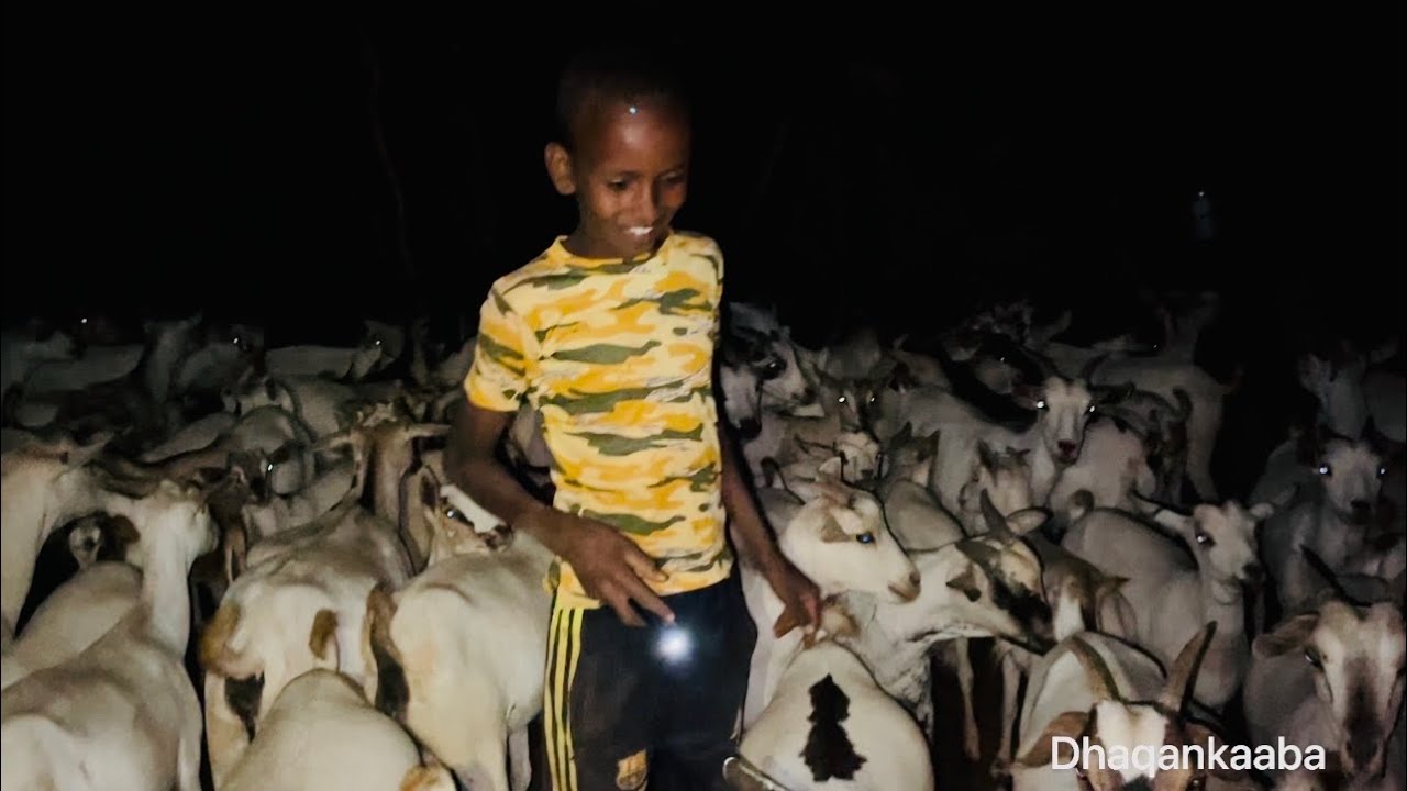 Sida ariga waxaraha loogu dhigo iyo kala xarayntiisa