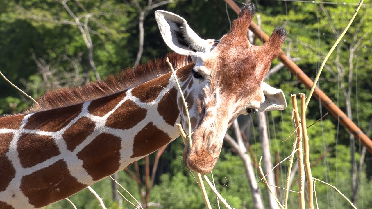 Zurich Zoo animals 2024 🦒 🐘 🦩 🐫 🦏 4K