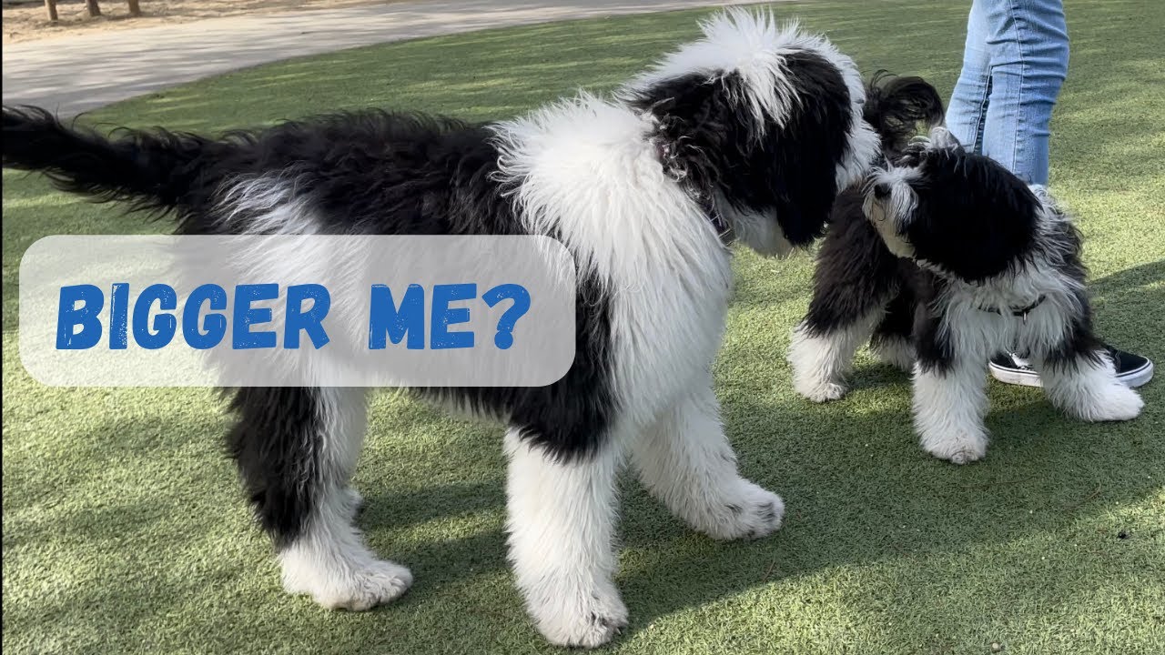 A Mini Sheepadoodle meets a Sheepadoodle