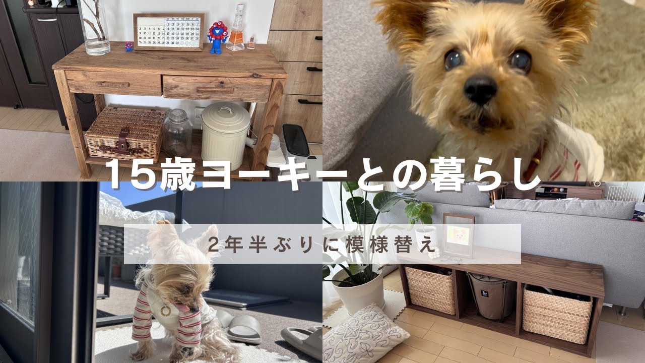 【ヨーキー】15歳2ヶ月！ヨーキーの日常　老犬の1日　プチ模様替えしました　#dog 
