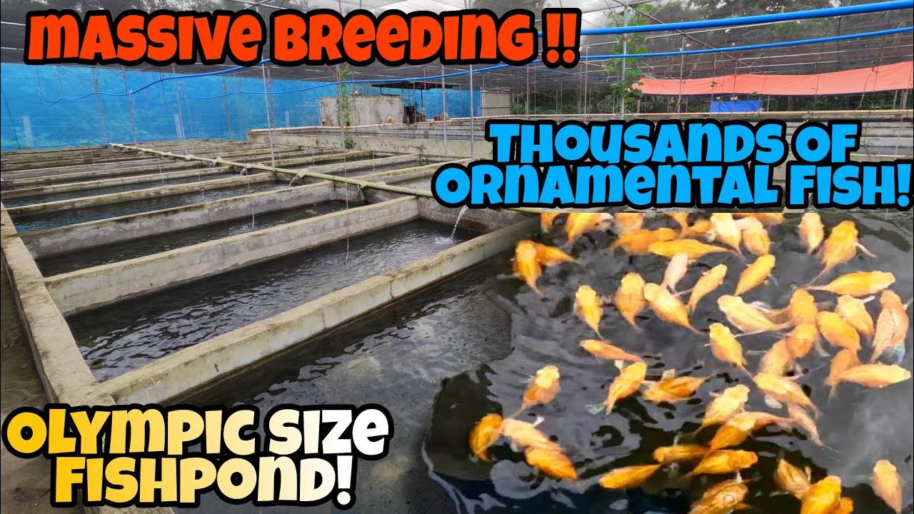 MASSIVE BREEDING!!THOUSANDS OF ORNAMENTAL FISH NA MAY OLYMPIC SIZE NA FISHPOND!GRABE!!😱😱+SHOUTOUT!!