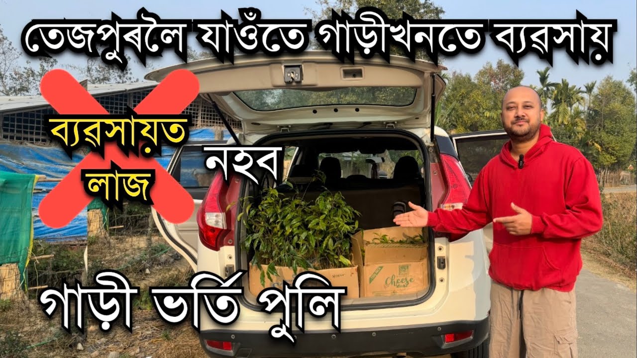 গাড়ীখনতে ব্যৱসায়। Agarwood Farm in Assam। African Mahogany Farming।Nursery in Assam। Sashi Plants 