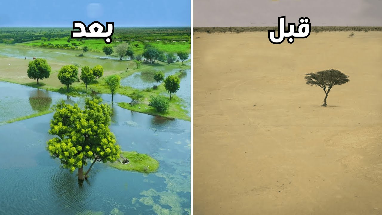 معجزة القرن: رجل يحول أكبر صحراء في العالم إلى جنة خضراء!