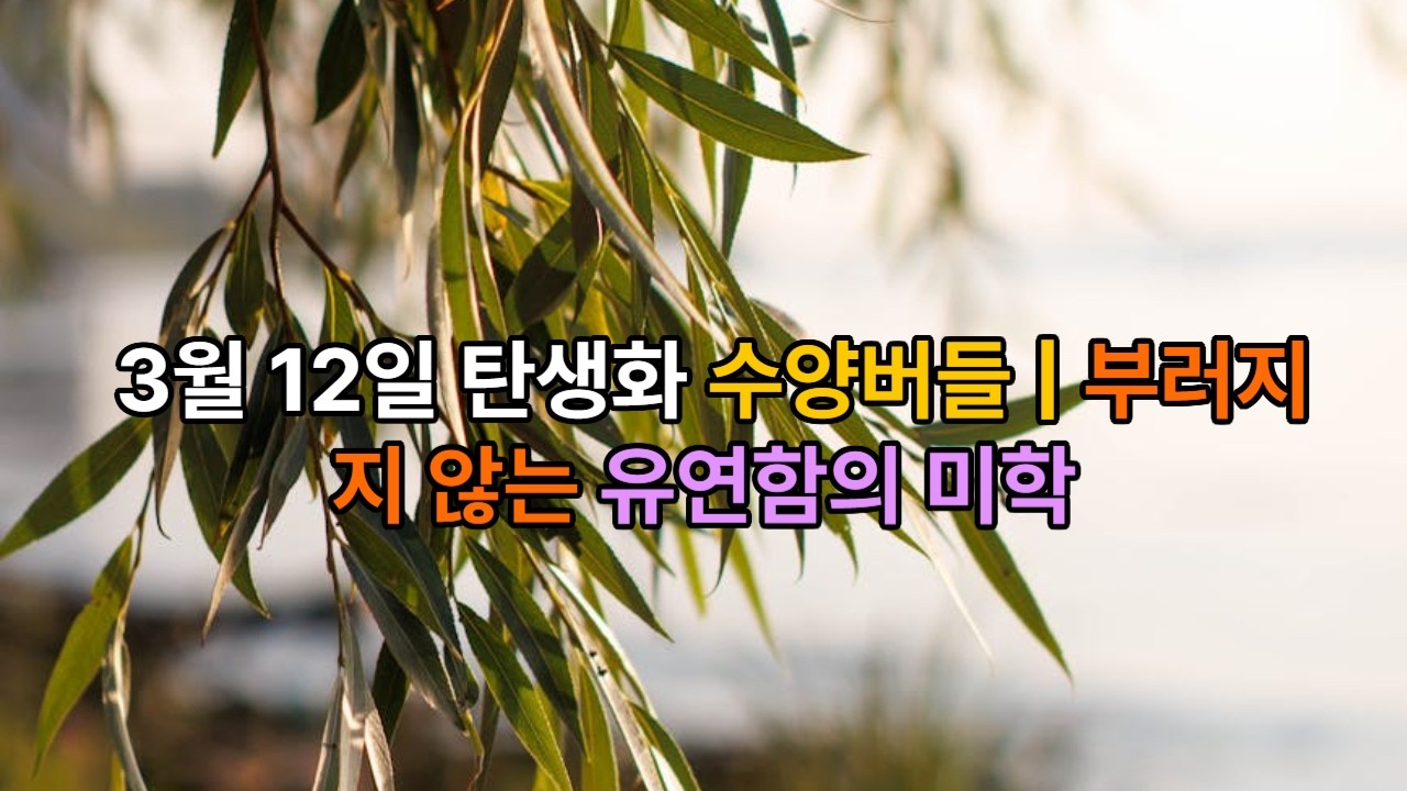 3월 12일 탄생화 수양버들 | 부러지지 않는 유연함의 미학 / 흔들려도 꺾이지 않는 나무, 수양버들 이야기