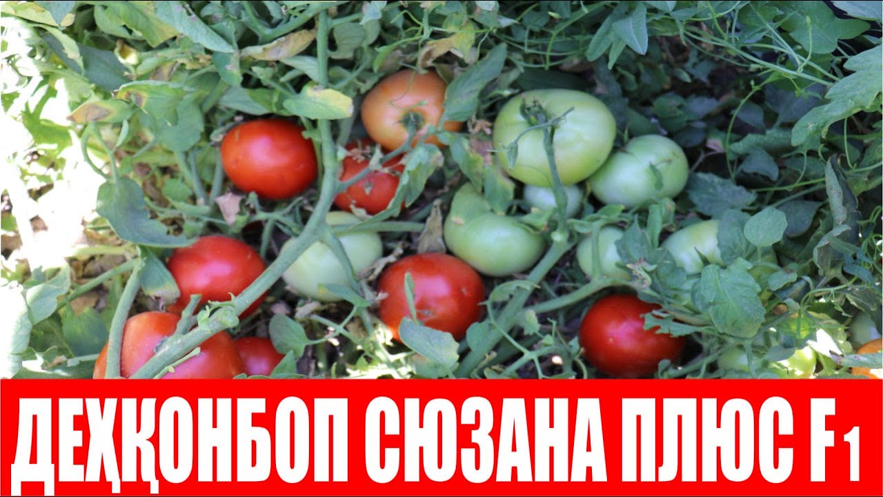Сюзана Плюс F1: Деҳқонларимизнинг орзусидаги помидор (Tomato Suzana Plus F1-Sakata)