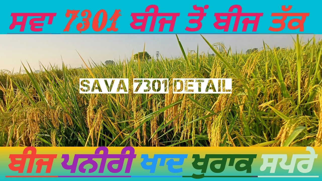 sava 7301 full detail ਸਵਾ 7301 ਫੁੱਲ ਡਿਟੇਲ सावा 7301 पूरी जानकारी #trending #farming #videos #viral