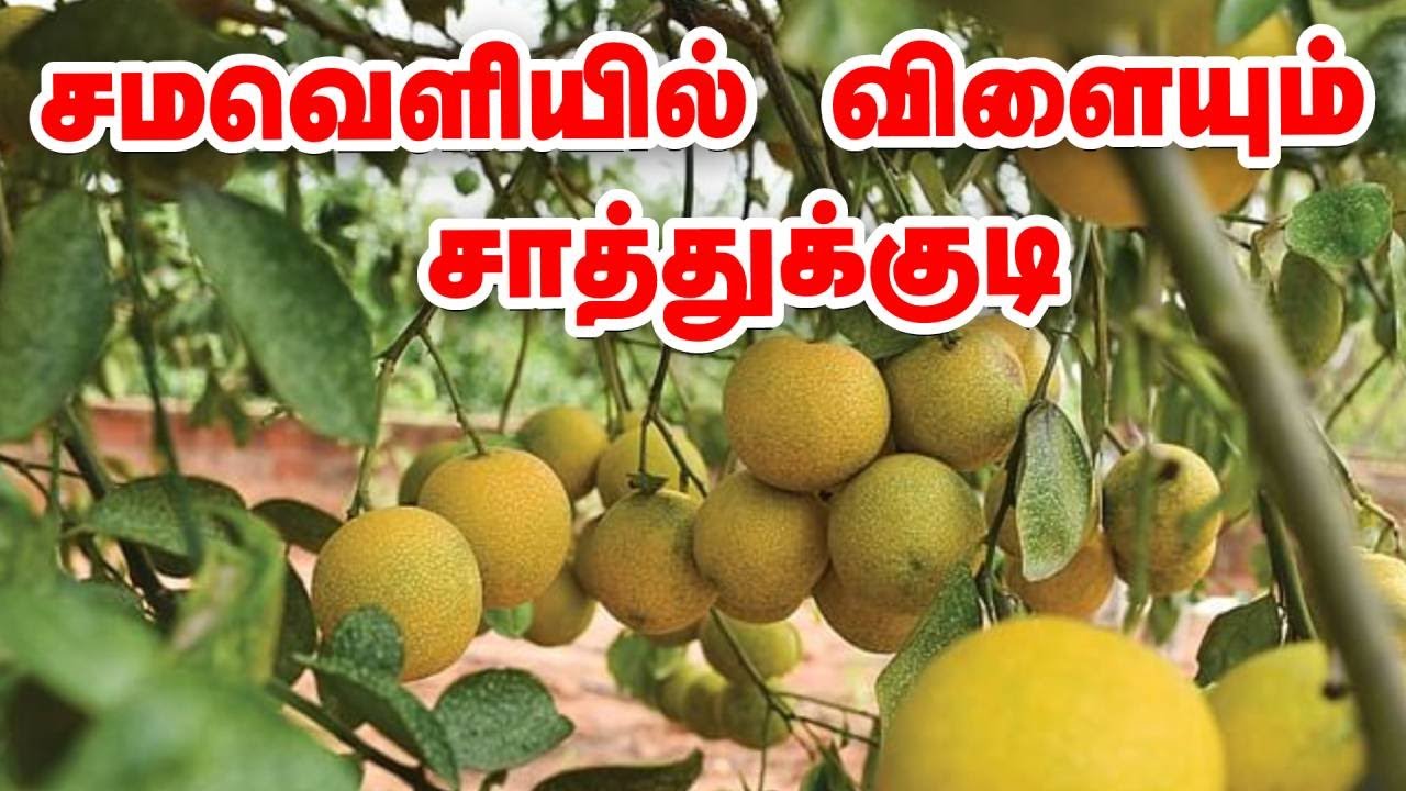 ஆண்டுக்கு 2,30,000 ரூபாய்! - சத்தான வருமானம் தரும் சாத்துக்குடி!