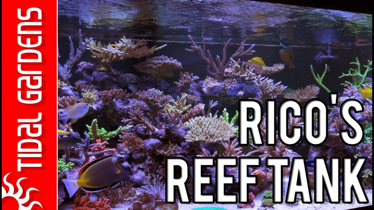Taking a look at Rico's Reef Tank - 300-gallon SPS Dominated Reef