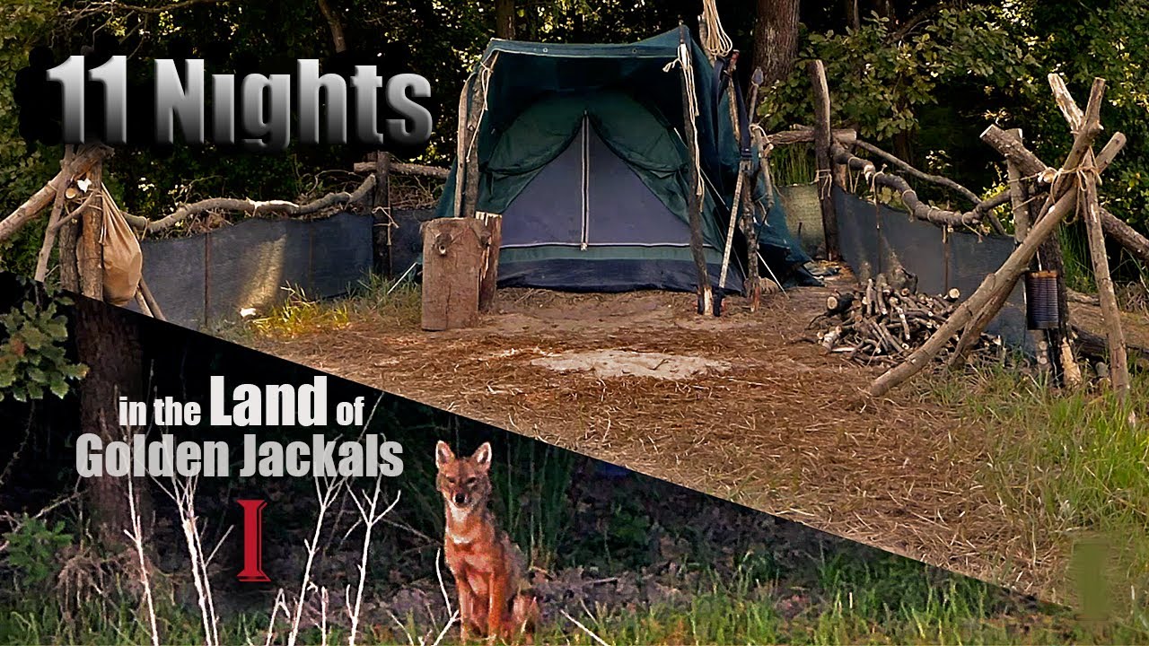 CAMPING AMONGST WILDLIFE // Solo Bushcraft Camp, Fenced Shelter, Jackal Howling Sound
