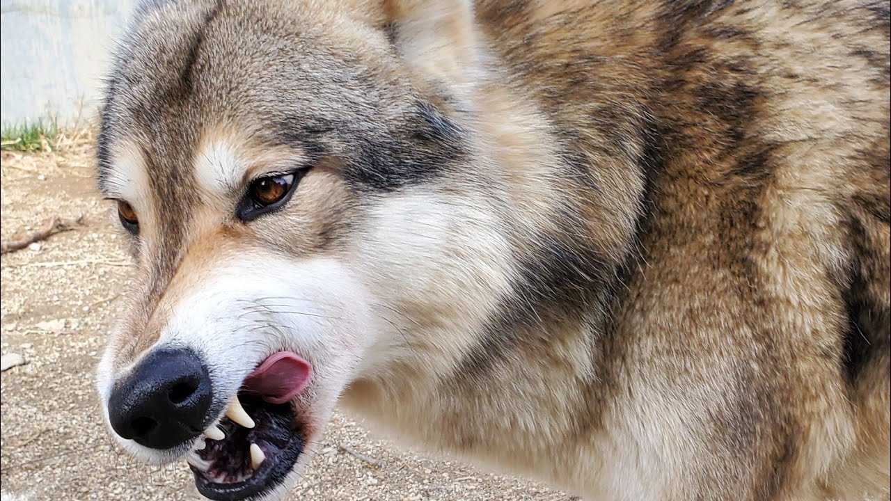 狼犬は新入りを群れに受け入れるのか？！