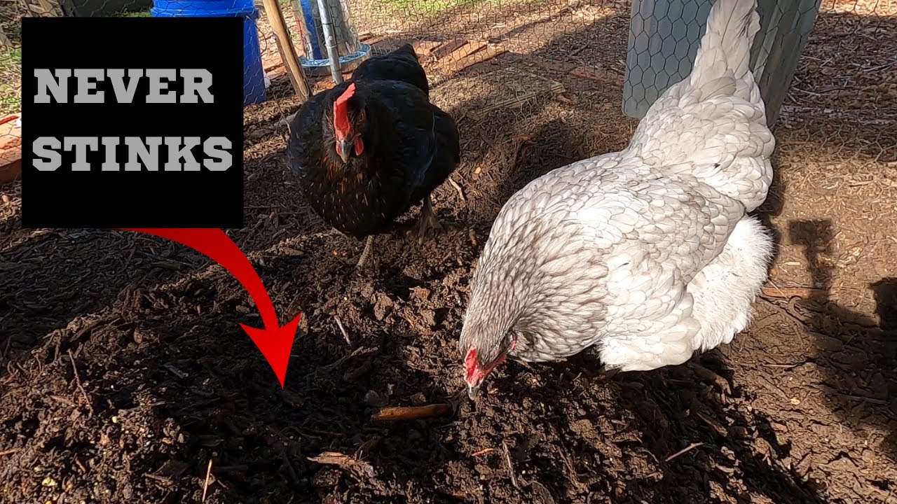 This is why my chicken run never stinks