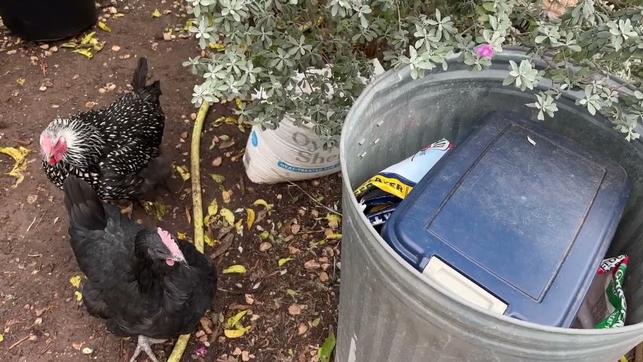 How to Give Your Chickens More Protein - Five Minute Chicken Tips!