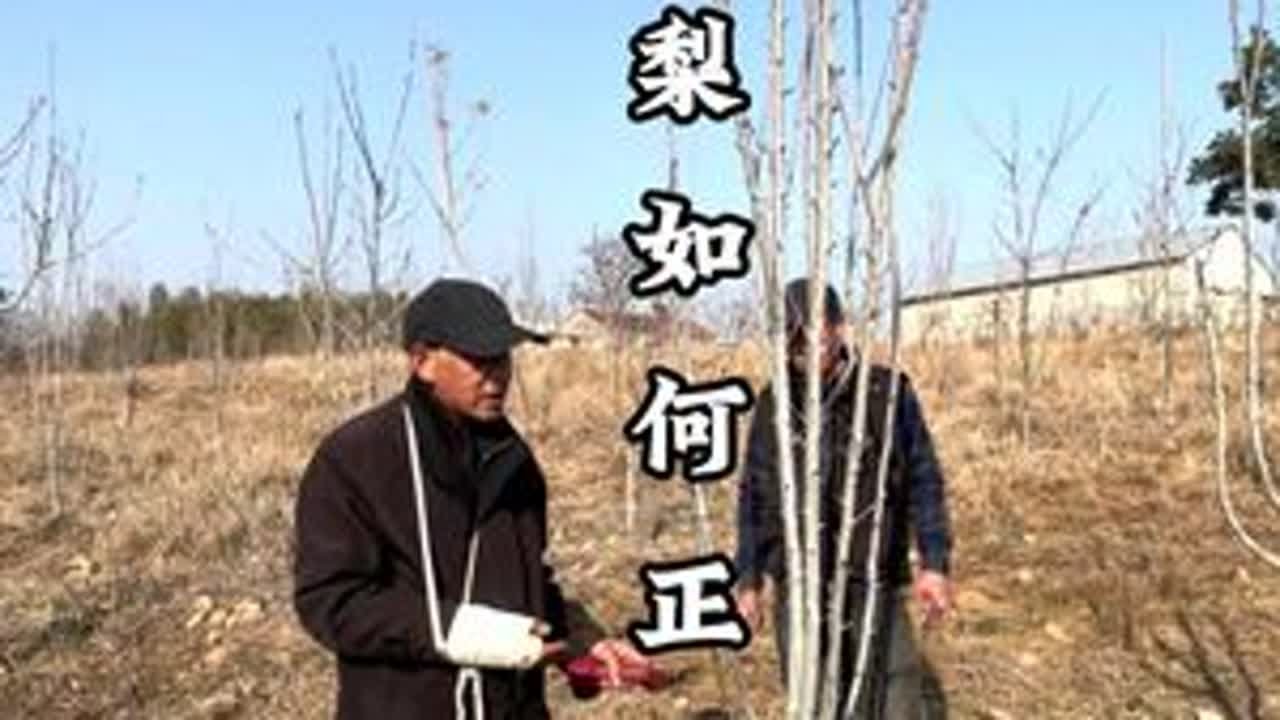 秋月梨如何修剪？要注意第一年有果，两三年之后怎么办？ #秋月梨 #秋月梨修剪 #秋月梨管理 #梨树管理 #种果树的苏老师