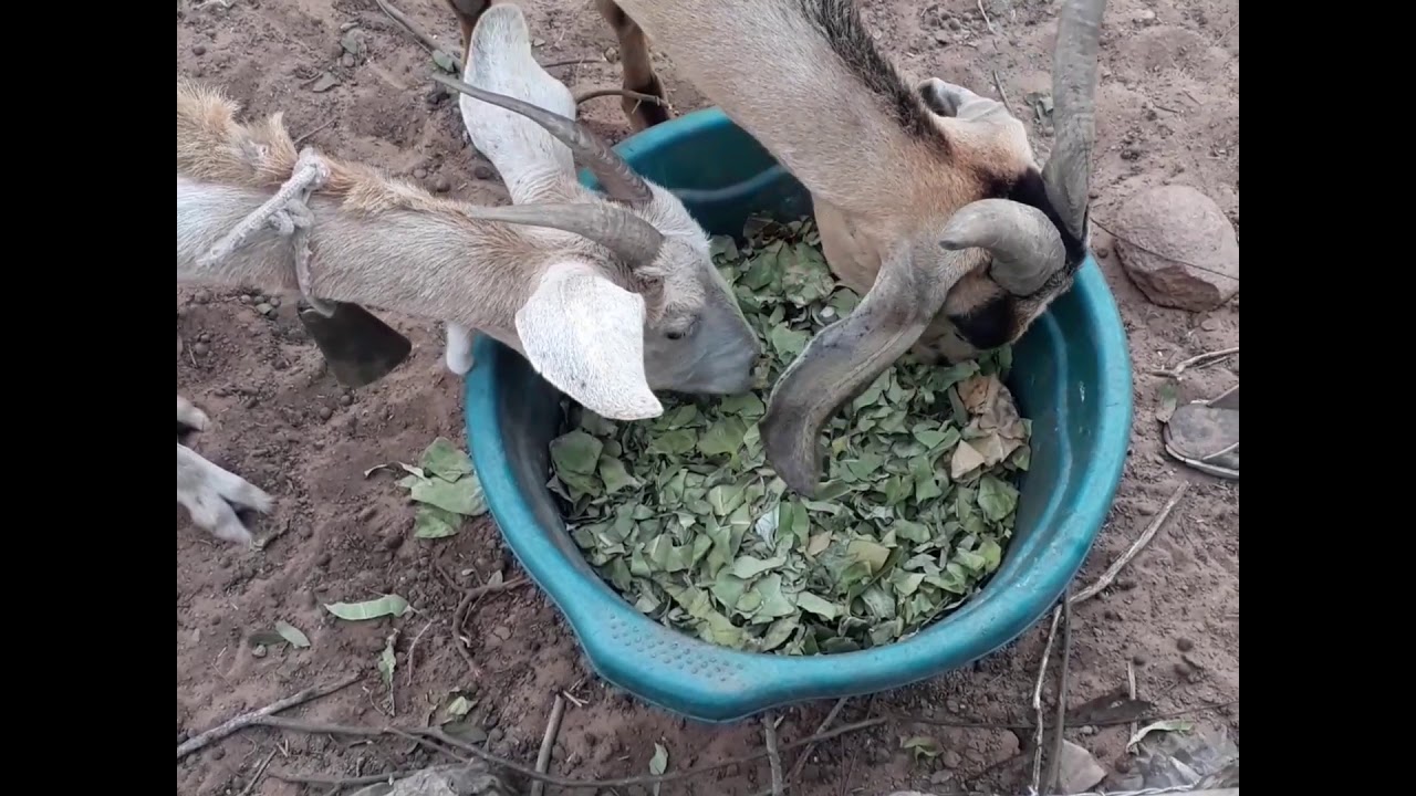 Cabras comendo flor de seda(calotropis procera)
