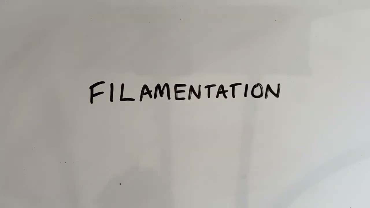 Filamentation of E. coli as a response to stress