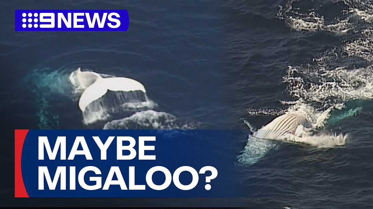 Australia's favourite white whale resurfaces | 9 News Australia