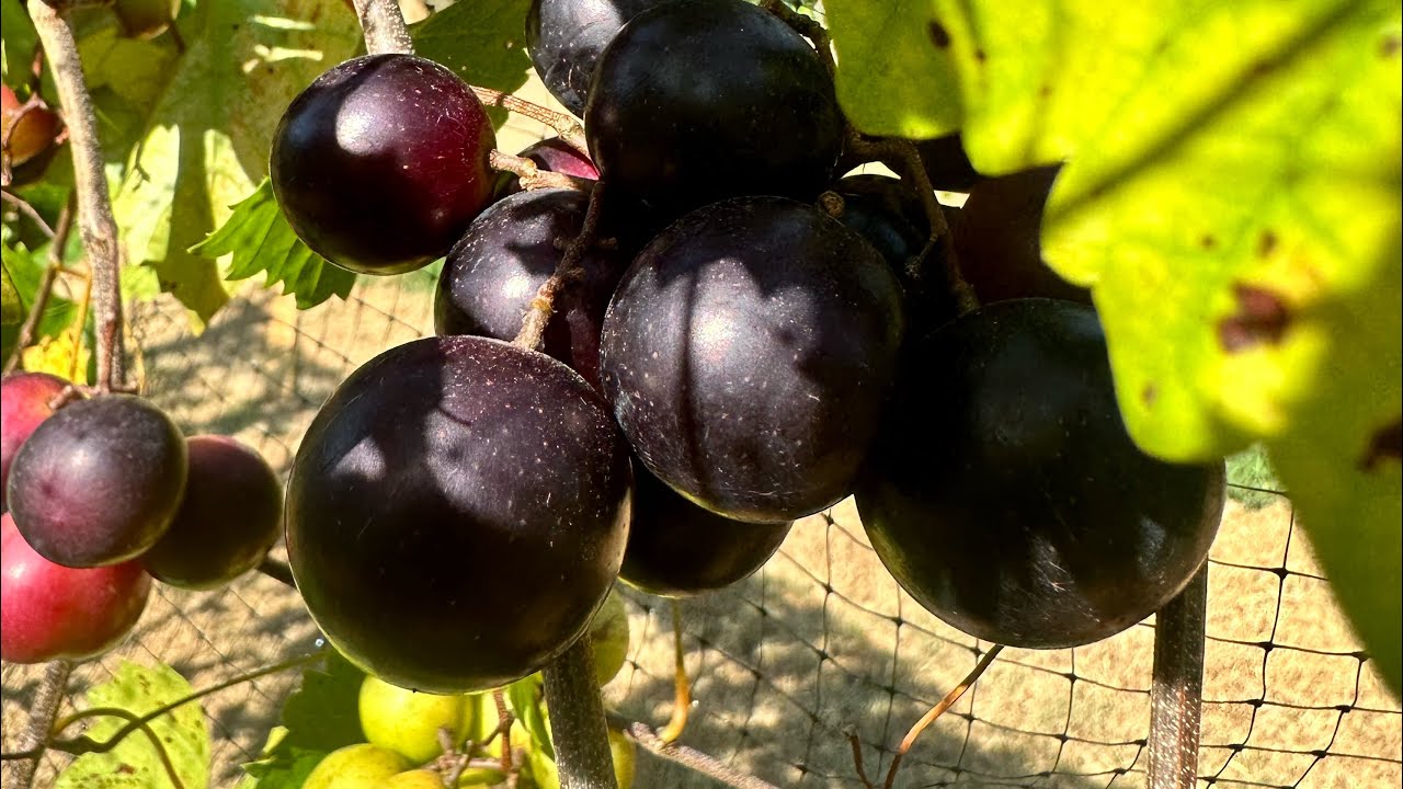 Supreme Muscadine Taste Test