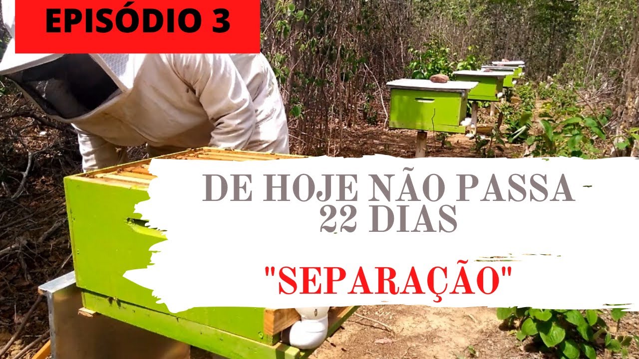 Divisão de Enxame Passo a Passo (Método X, Parte 3).