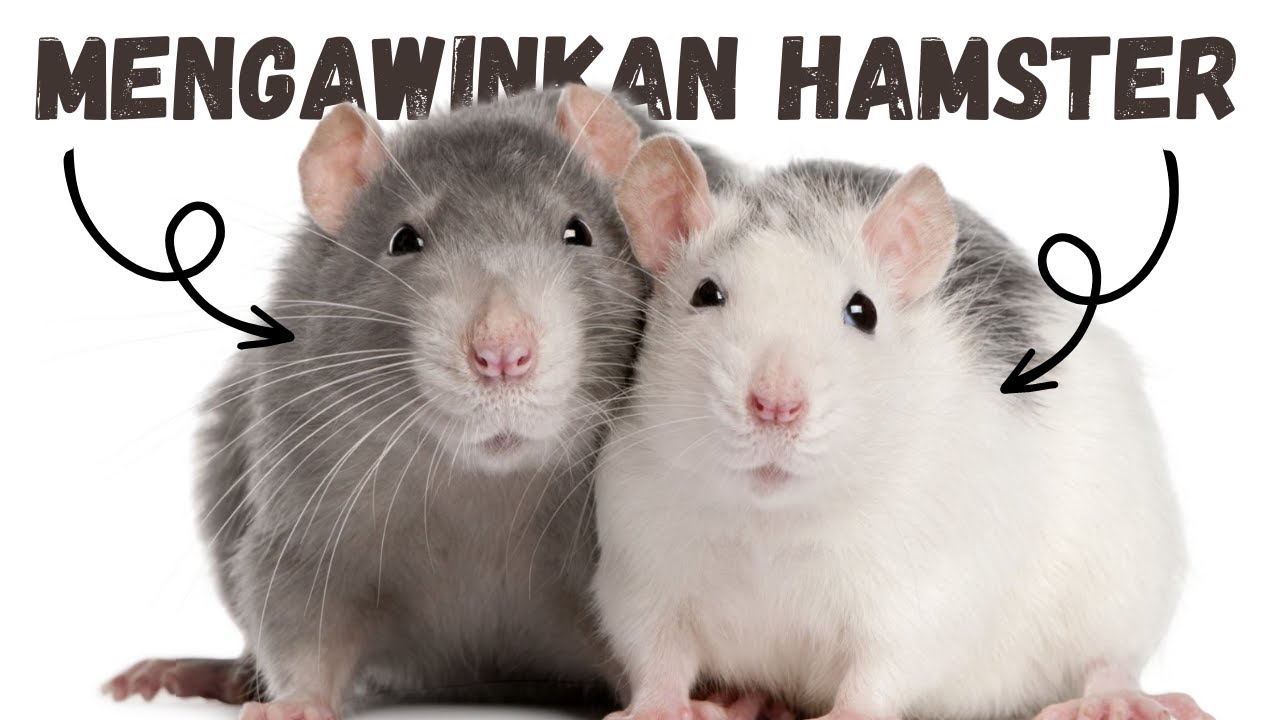 Cara Mengawinkan Hamster yang Benar