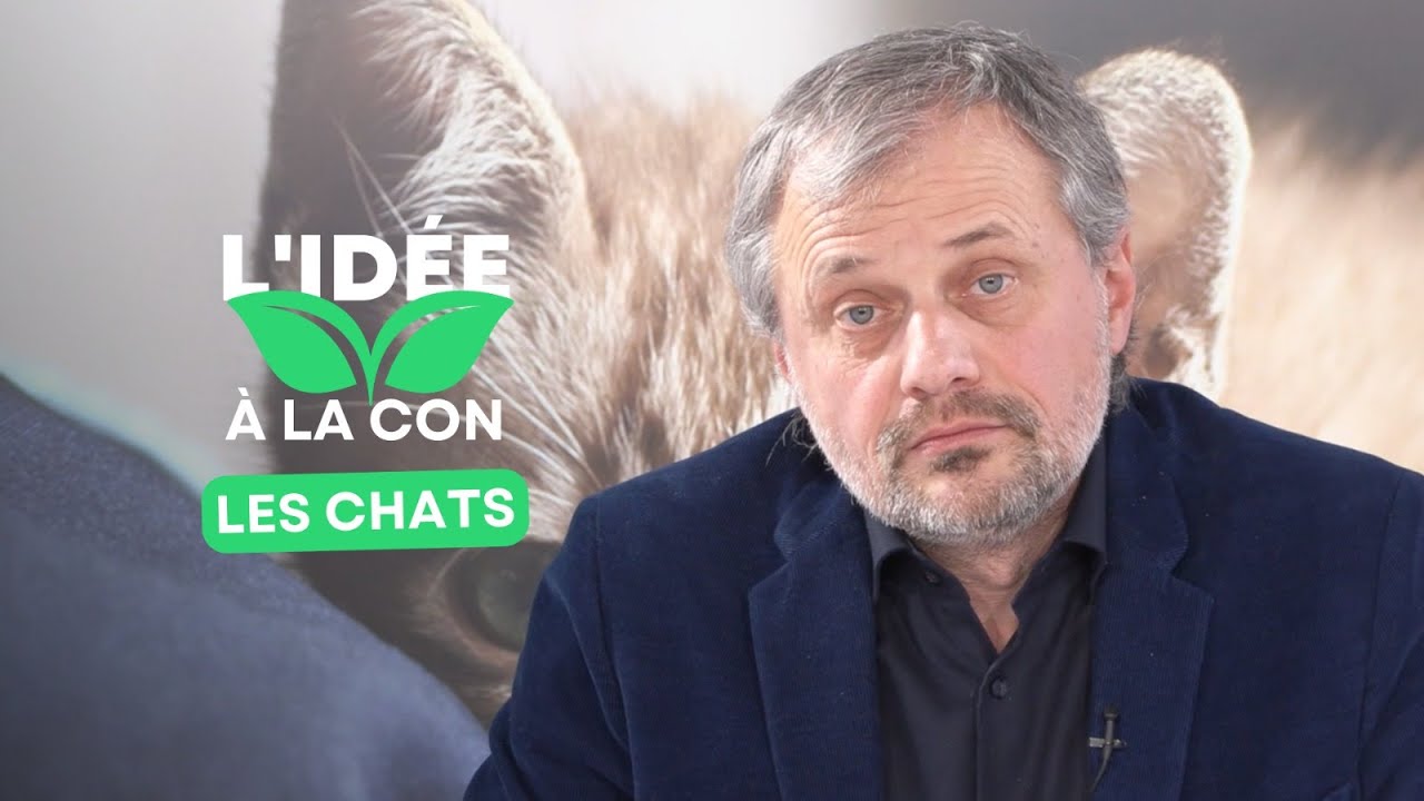 L'idée à la con : les chats